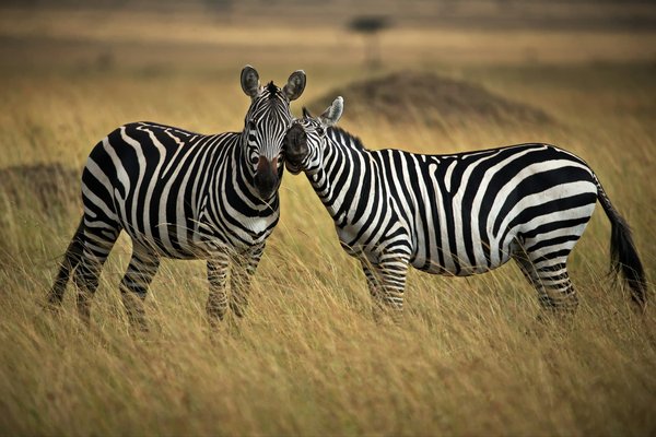 Safari en Tanzanie : conseils pour bien préparer le voyage